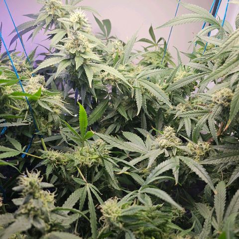 Auto Kush growlog timeline photo