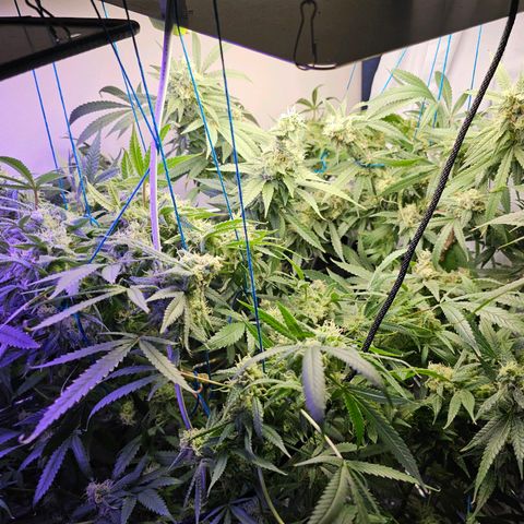 Auto Kush growlog timeline photo