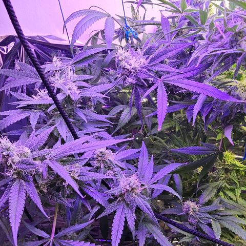 Auto Kush growlog timeline photo