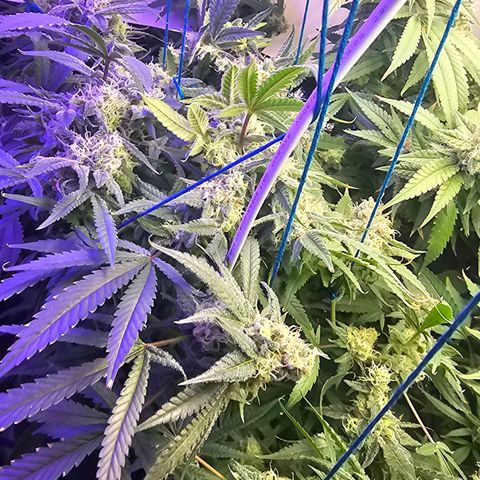 Auto Kush growlog timeline photo