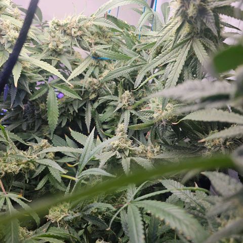 Auto Kush growlog timeline photo