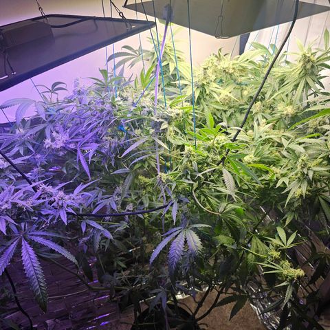 Auto Kush growlog timeline photo