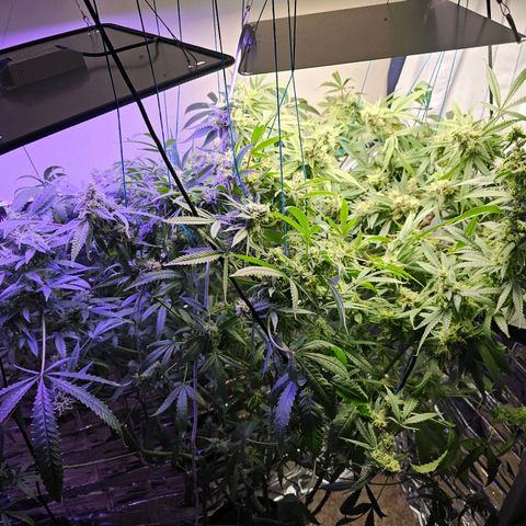 Auto Kush growlog timeline photo