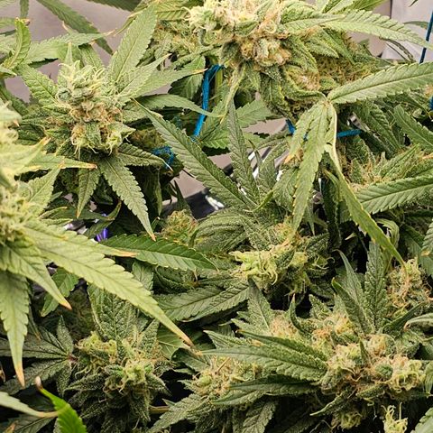 Auto Kush growlog timeline photo