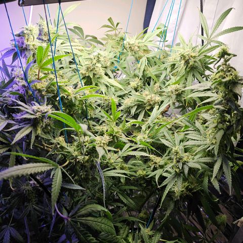Auto Kush growlog timeline photo
