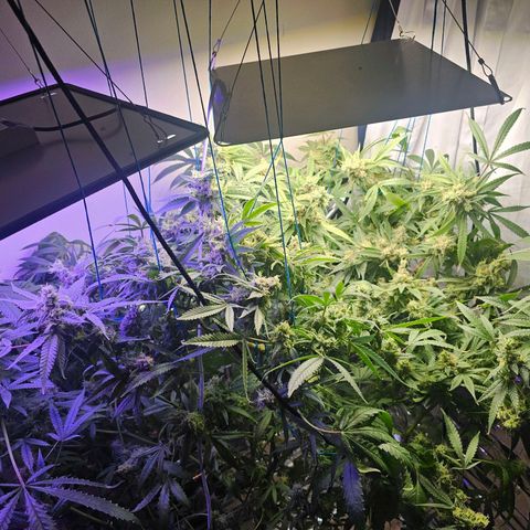 Auto Kush growlog timeline photo