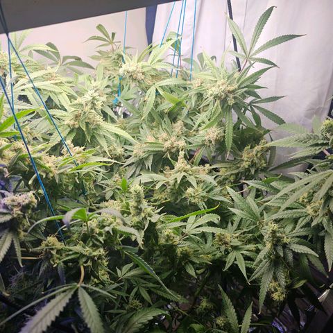 Auto Kush growlog timeline photo