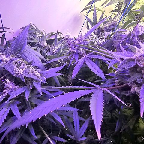 Auto Kush growlog timeline photo