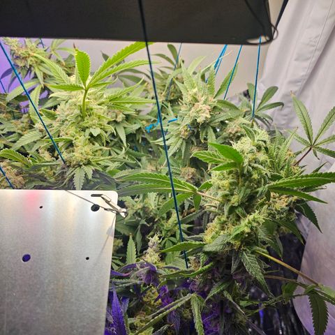 Auto Kush growlog timeline photo