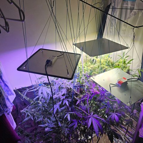 Auto Kush growlog timeline photo