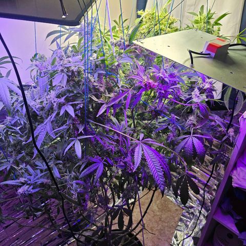 Auto Kush growlog timeline photo