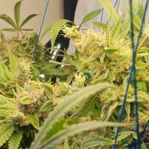 Auto Kush growlog timeline photo