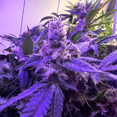 Auto Kush growlog timeline photo
