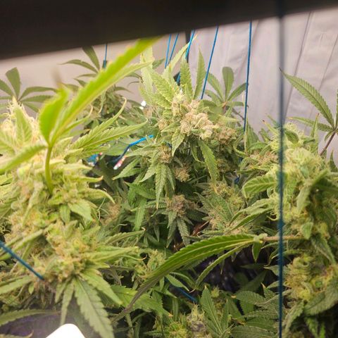 Auto Kush growlog timeline photo