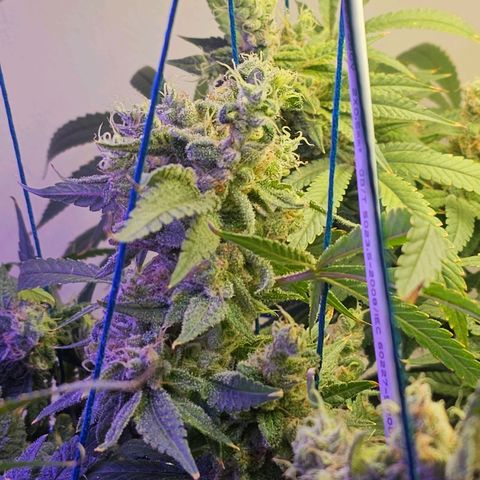 Auto Kush growlog timeline photo