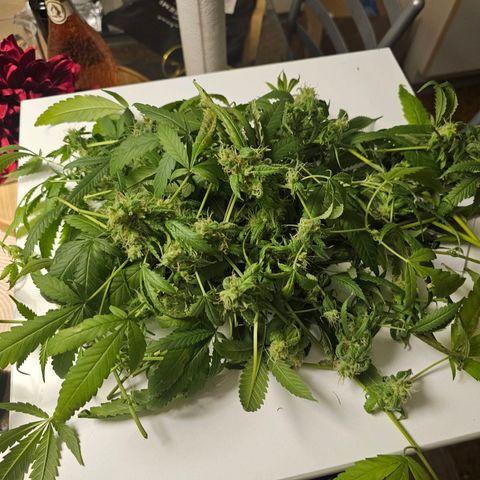 Auto Kush growlog timeline photo