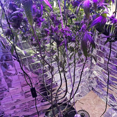 Auto Kush growlog timeline photo