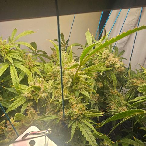Auto Kush growlog timeline photo