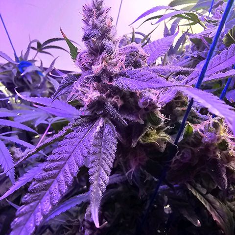 Auto Kush growlog timeline photo