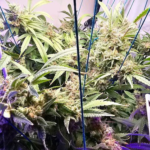 Auto Kush growlog timeline photo
