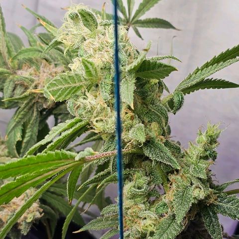 Auto Kush growlog timeline photo