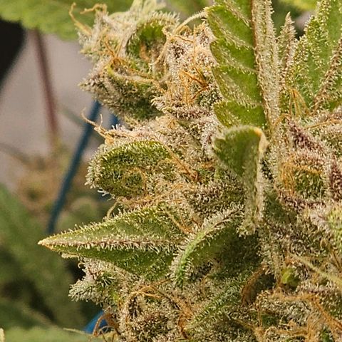 Auto Kush growlog timeline photo