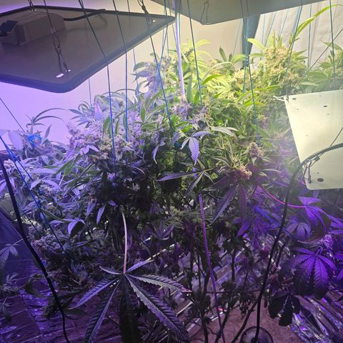 Auto Kush growlog timeline photo