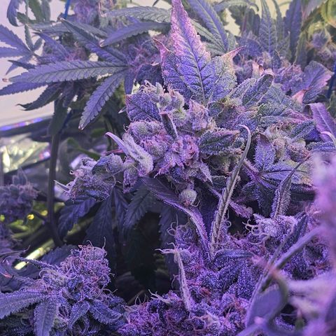 Auto Kush growlog timeline photo