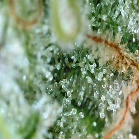 Auto Kush growlog timeline photo