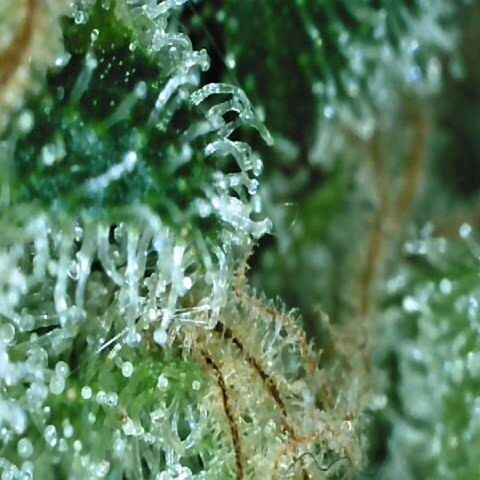 Auto Kush growlog timeline photo