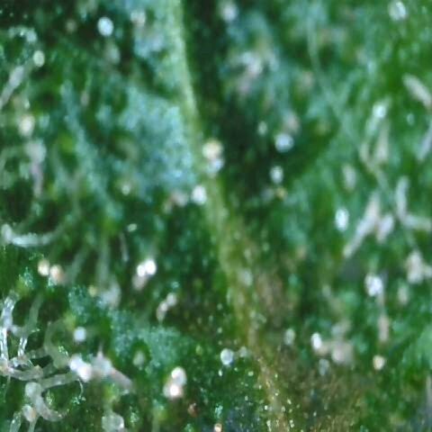 Auto Kush growlog timeline photo