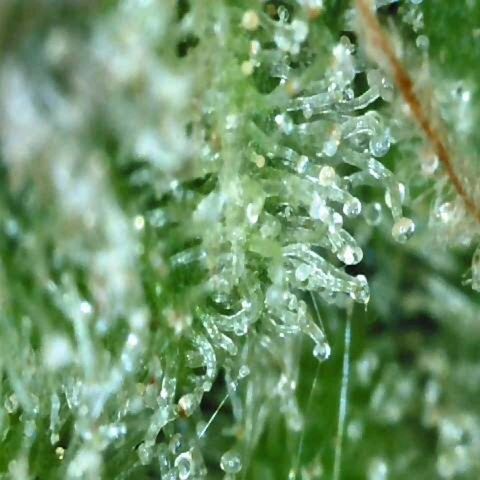 Auto Kush growlog timeline photo
