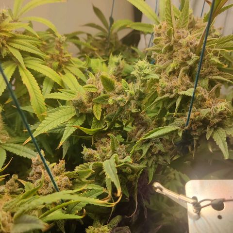 Auto Kush growlog timeline photo