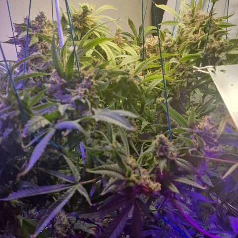 Auto Kush growlog timeline photo