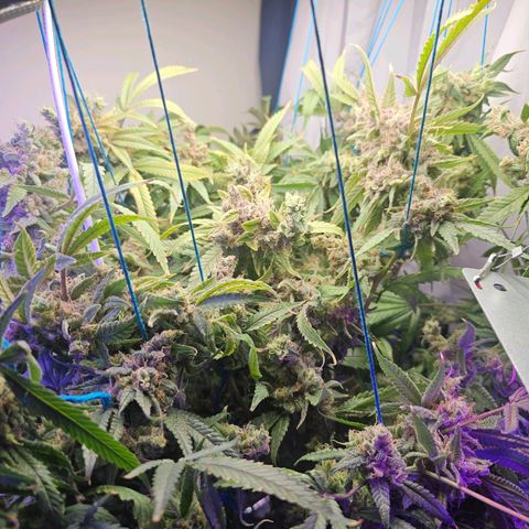 Auto Kush growlog timeline photo