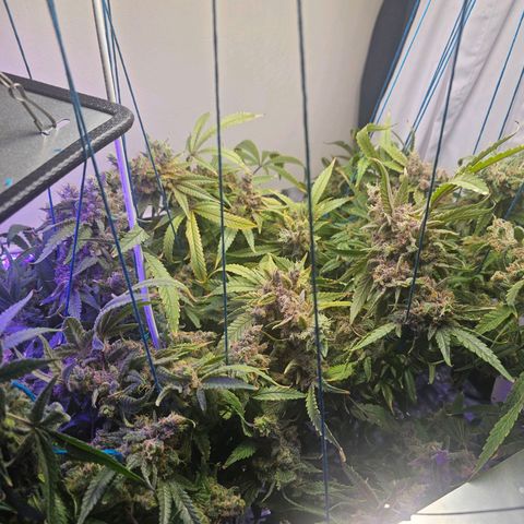 Auto Kush growlog timeline photo