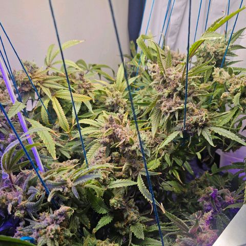 Auto Kush growlog timeline photo