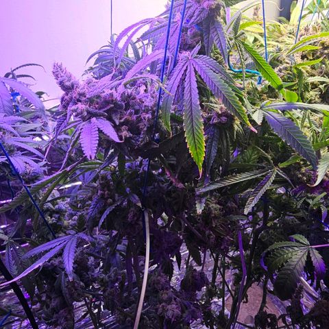 Auto Kush growlog timeline photo