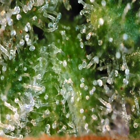 Auto Kush growlog timeline photo