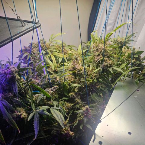Auto Kush growlog timeline photo