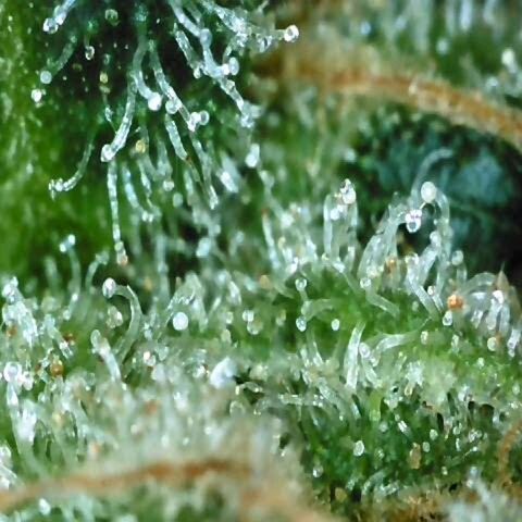 Auto Kush growlog timeline photo