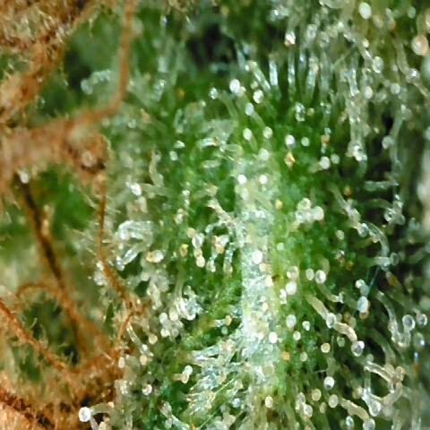 Auto Kush growlog timeline photo