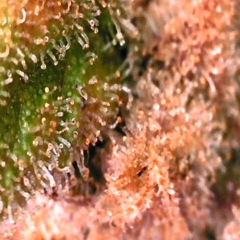 Auto Kush growlog timeline photo