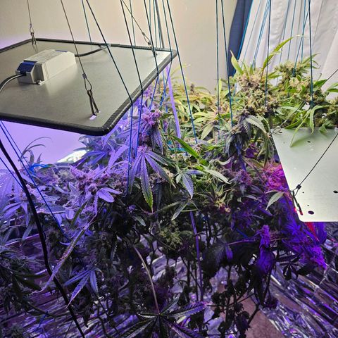 Auto Kush growlog timeline photo