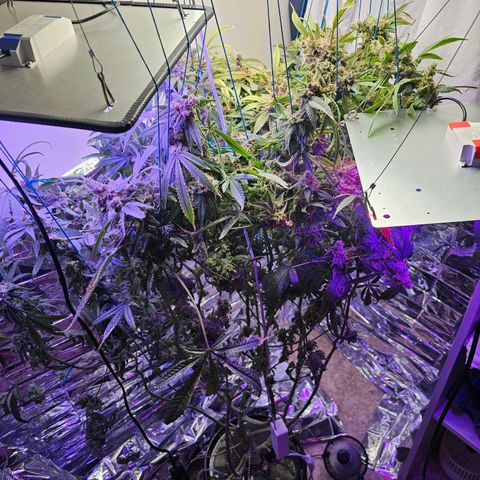 Auto Kush growlog timeline photo