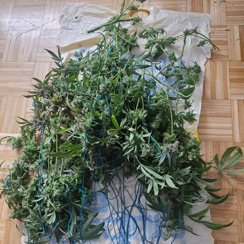 Auto Kush growlog timeline photo