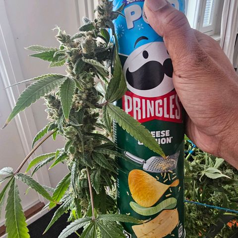 Auto Kush growlog timeline photo