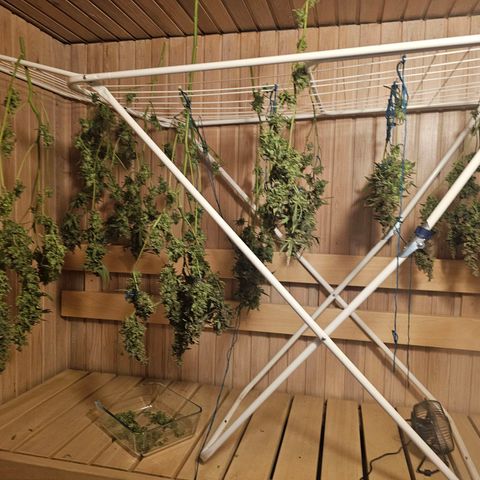 Auto Kush growlog timeline photo
