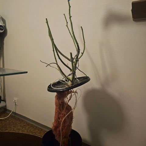 Auto Kush growlog timeline photo