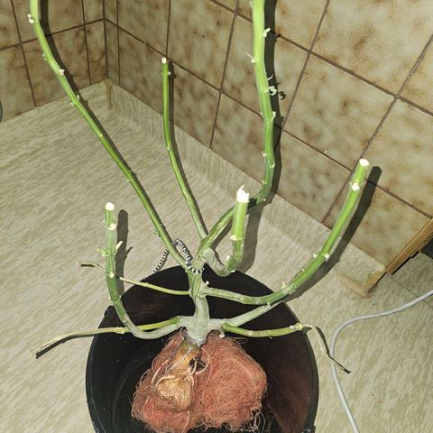 Auto Kush growlog timeline photo